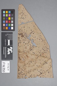 Isotype of Parmulariella vernoniae Henn. [family PARMULARIACEAE]