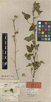 Type of Hibiscus cordatus Harv. [family MALVACEAE]