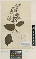 Isotype of Premna quadrifolia Schumach. & Thonn. [family VERBENACEAE]