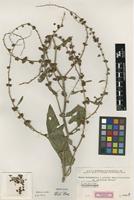Type of Rumex x subdubius Rech.f. [family POLYGONACEAE]