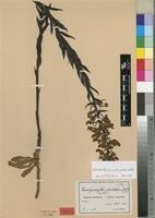 Isotype of Brachycorythis pulchra Schltr. [family ORCHIDACEAE]