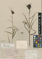 Lectotype of Fritillaria ruthenica Wikstr. [family LILIACEAE]