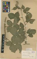 Syntype of Rubus nemoralis F.Aresch. var. ruedensis Lidf. [family ROSACEAE]