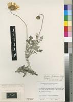 Isotype of Arctotis frutescens Norl. [family ASTERACEAE]