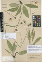 Lectotype of Hieracium argenteum Fr. subsp. hilare Dahlst. ex Omang [family ASTERACEAE]