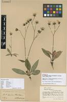 Lectotype of Hieracium saxifragum Fr. f. calvellum Dahlst. [family ASTERACEAE]