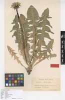 Isolectotype of Taraxacum aurosulum H.Lindb. [family ASTERACEAE]