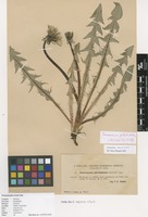Syntype of Taraxacum angustisquameum Dahlst. ex H.Lindb. var. pholidotum Dahlst. [family ASTERACEAE]