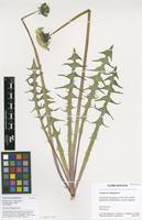 Filed as Taraxacum aequilobum Dahlst. [family ASTERACEAE]