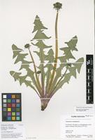 Filed as Taraxacum vastisectum Markl. ex Puol. [family ASTERACEAE]