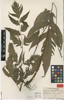 Type of Aspidium phaeocaulon Rosenst. [family TECTARIACEAE]