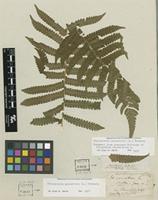 Holotype of Polypodium parasiticum L. [family THELYPTERIDACEAE]