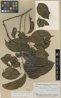 Isotype of Banisteriopsis krukoffii B.Gates [family MALPIGHIACEAE]