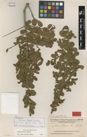 Isolectotype of Schinus ferox Hassl. [family ANACARDIACEAE]