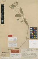 Holotype of Alternanthera albosquarrosa Suess. [family AMARANTHACEAE]