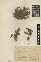 Isotype of Guilleminea elongata Mears [family AMARANTHACEAE]