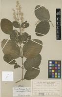 Type of Iresine macrophylla R.E.Fr. [family AMARANTHACEAE]