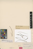 Isotype of Isoetes triangula U.Weber [family ISOËTACEAE]