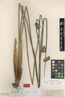 Isotype of Juncus valdiviae Steud. [family JUNCACEAE]