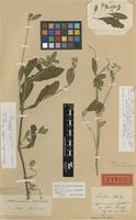 Holotype of Telanthera vestita Andersson [family AMARANTHACEAE]