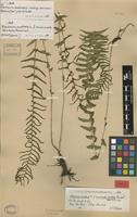 Isotype of Blechnum australe L. f. mucronato-dentata Rosenst. [family BLECHNACEAE]
