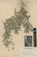 Type of Mathewsia collina I.M.Johnst. [family BRASSICACEAE]