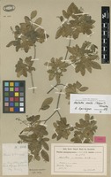 Syntype of Helietta puberula R.E.Fr. [family RUTACEAE]