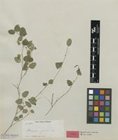 Type of Acalypha pendula C.Wright ex Griseb. [family EUPHORBIACEAE]