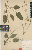 Isotype of Hieracium scotostictum Hyl. [family ASTERACEAE]