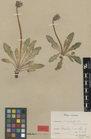 Syntype of Taraxacum nordstedtii Dahlst. [family ASTERACEAE]