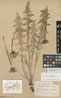 Syntype of Taraxacum pannucium Dahlst. [family ASTERACEAE]