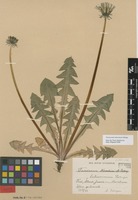 Filed as Taraxacum latissimum Palmgr. [family ASTERACEAE]