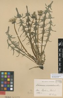 Syntype of Taraxacum macrolobum Dahlst. [family ASTERACEAE]