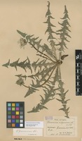 Syntype of Taraxacum pannucium Dahlst. [family ASTERACEAE]