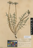Syntype of Taraxacum pannucium Dahlst. [family ASTERACEAE]