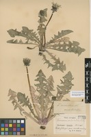 Syntype of Taraxacum sinuatum Dahlst. [family ASTERACEAE]