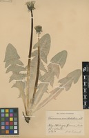 Syntype of Taraxacum ancistrolobum Dahlst. [family ASTERACEAE]