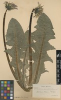 Syntype of Taraxacum ancistrolobum Dahlst. [family ASTERACEAE]