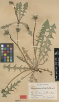 Syntype of Taraxacum nordstedtii Dahlst. [family ASTERACEAE]