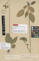 Lectotype of Hieracium stenstroemii Dahlst. [family ASTERACEAE]