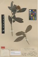 Type of Solonia reflexa Urb. [family MYRSINACEAE]