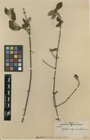 Isotype of Guettarda gaumeri Standl. [family RUBIACEAE]