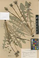 Isolectotype of Taraxacum piceatum Dahlst. [family ASTERACEAE]