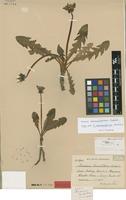 Isolectotype of Taraxacum hamatifrons Dahlst. [family ASTERACEAE]