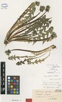 Isolectotype of Taraxacum aequatum Dahlst. [family ASTERACEAE]