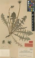 Holotype of Taraxacum amphiodon Dahlst. [family ASTERACEAE]