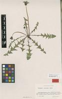 Isotype of Taraxacum bellicum Sonck [family ASTERACEAE]