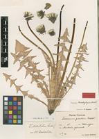 Isolectotype of Taraxacum brachylepis Markl. ex Puol. [family ASTERACEAE]
