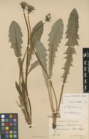 Isolectotype of Taraxacum brevisectum Palmgr. [family ASTERACEAE]