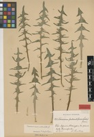 Isolectotype of Taraxacum canoviride H.Lindb. [family ASTERACEAE]